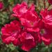 Rosa ad alberello KNOCK OUT ® Radrazz - 120/150 cm Fiori Raggruppati