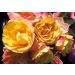 Rosa Tzigane ® Meimucho