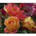 Rosier Demi-tige Tzigane ® Meimucho