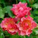Rosa JEAN COCTEAU ®  Meikokan (CHARLESTON ®)