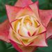 Rosa ORIGAMI ® Meimozahiq