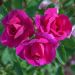 Rosier BLUE BELL ® Meimindefer