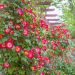 Rosa rampicante COCKTAIL ® Meimick