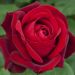 Rosa rampicante Edith Piaf ® Meiramboysar