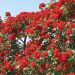 Rosa rampicante La Sevillana ® Meigekanusar