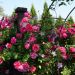 Rosa rampicante Ines Sastre ® Meiteratol