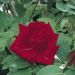 Rosa rampicante Ena Harkness