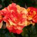 Rosa rampicante Sorbet Fruité ® Meihestries