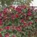 Rosa rampicante ERIC TABARLY Meidrason