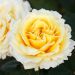Rosa rampicante Cyrano de Bergerac ® Meivanery