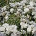Rosa BLANC MEILLANDECOR ® Meicoublan