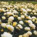 Rosa Popcorn COMPACT MEIDILAND ® (DRIFT ®) Novarospop