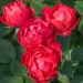 Rosa ad alberello Cherry BONICA ® Meipeporia - 120/150 cm Fiori Raggruppati