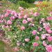 Rosa Deborah MEILLANDECOR ® Meinoiral