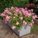 Rosa Sweet DRIFT ® Meiswetdom