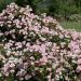 Rosa Bingo Meillandécor ® Meipotal