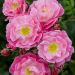 Rosa Magic Meillandécor ® Meibonrib