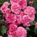 Rosa Piangente LES QUATRE SAISONS ® Meifafio