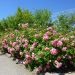 Rosa Les Quatre Saisons ® Meifafio