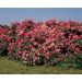 Rosa Patte de Velours ® Meimater