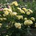 Rosa ANNY DUPEREY ® Meitongas