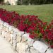 Rosa Red COMPACT MEIDILAND ® (DRIFT ®) Meigalpio