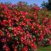 Rosa CANDIA MEILLANDECOR ® Meiboulka