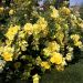 Rosa LIANE FOLY ® Meijecycka