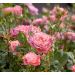 Rosa Allegro Symphonie ® Meilauron