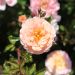 Rosier paysager Apricot DRIFT® Meimirrote