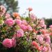Rosier paysager Pink CHANTILLY ® Meilevire