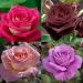 Collezione rose colori d'eccezione