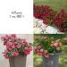 Collezione 3 rose DRIFT ®