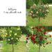 Collezione di 3 rose alberelli medi