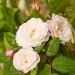 Rosa rampicante liana Félicité et Perpétue