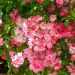 Rosa rampicante liana Maria Lisa