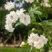Rosa rampicante liana Banksiae Purezza