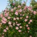 Rosa rampicante liana Paul Transon