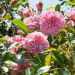 Rosa rampicante liana Paul Transon