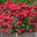 Rosa Double KNOCK OUT ® Radtko