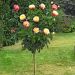Rosa ad alberello Pullman Orient Express ® Baipeace