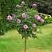 Rosa ad alberello CHARLES DE GAULLE ® Meilanein  - 160/170 cm Grandi Fiori