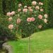 Rosa ad alberello ELLE ® Meibderos - 160/170 cm Grandi Fiori