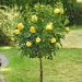 Rosa ad alberello CARTE D'OR ® Meidresia - 120/150 cm Fiori Raggruppati