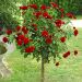 Rosa ad alberello NICCOLO PAGANINI ® Meicarma - 120/150 cm Fiori Raggruppati