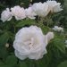 Rosa ad alberello ICEBERG ® Korbin - 120/150 cm Fiori Raggruppati