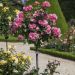 Rosa a Mezzo alberello Leonardo da Vinci ® Meideauri