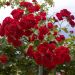 Rosa Piangente SCARLET MEILLANDECOR ® Meikrotal