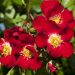 Rosa Rouge MEILLANDECOR ® Meineble
