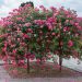Rosa Piangente MAGIC MEILLANDECOR ® Meibonrib